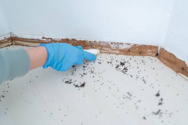 Best Ant Control Services  in Barnsdall, OK